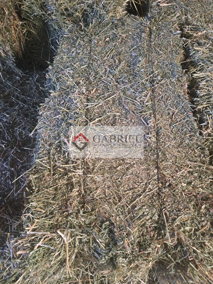 Chacra en Alquiler - Con produccion de Alfa Alfa