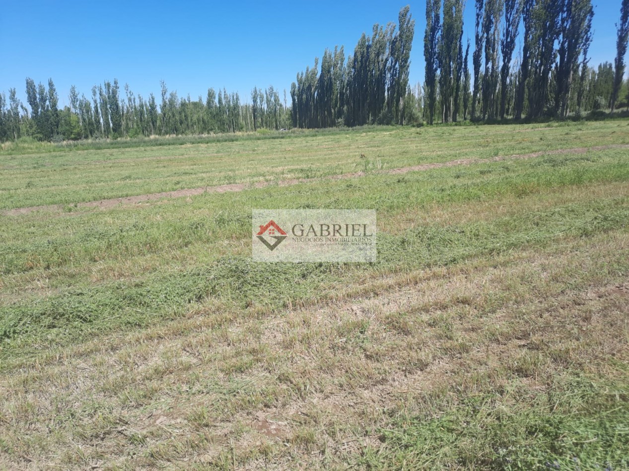 Chacra en Alquiler - Con produccion de Alfa Alfa