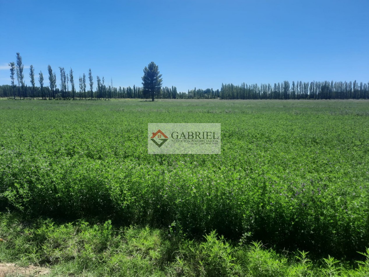 Chacra en Alquiler - Con produccion de Alfa Alfa