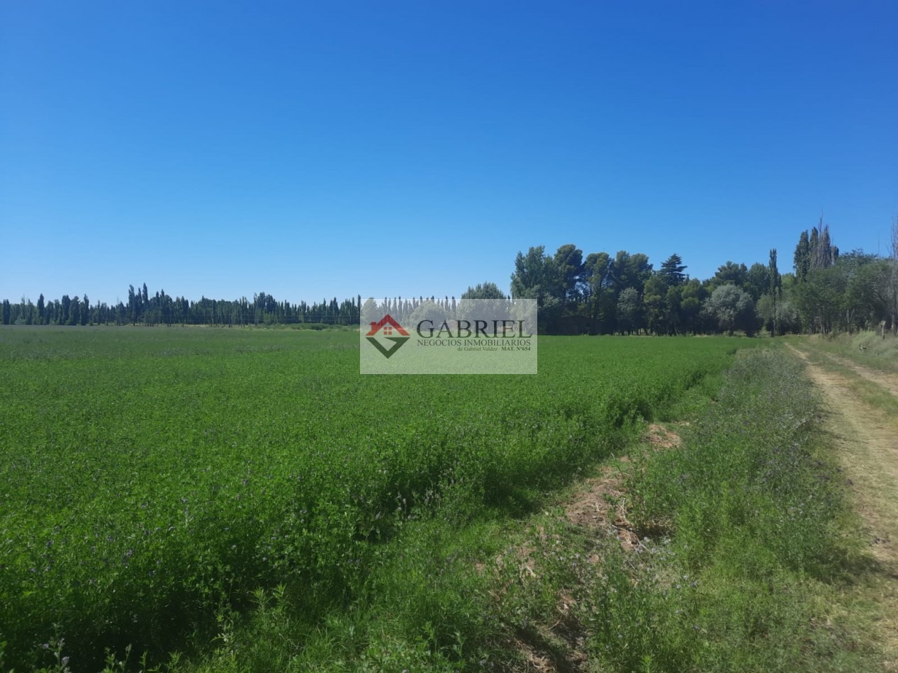 Chacra en Alquiler - Con produccion de Alfa Alfa