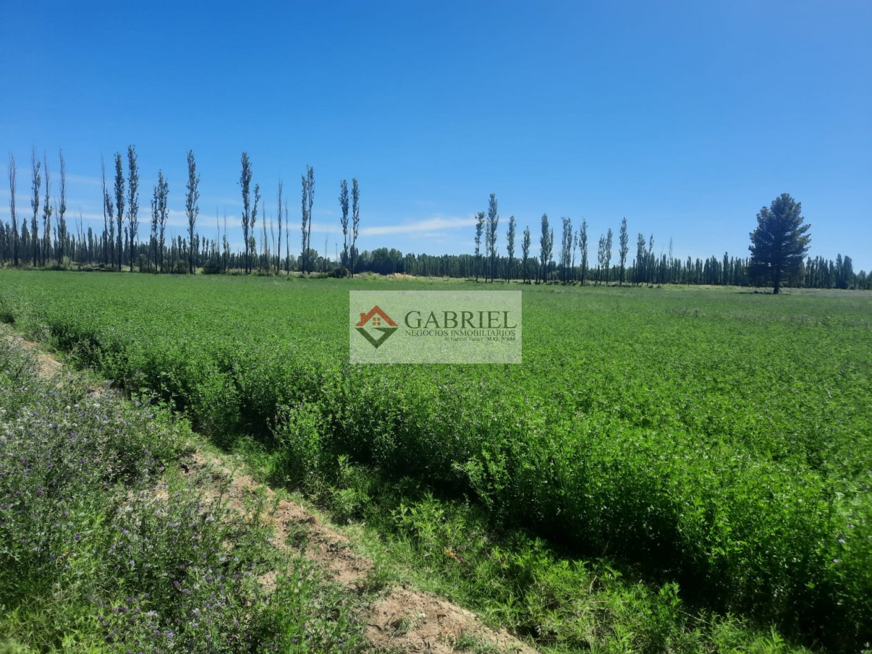 Chacra en Alquiler - Con produccion de Alfa Alfa