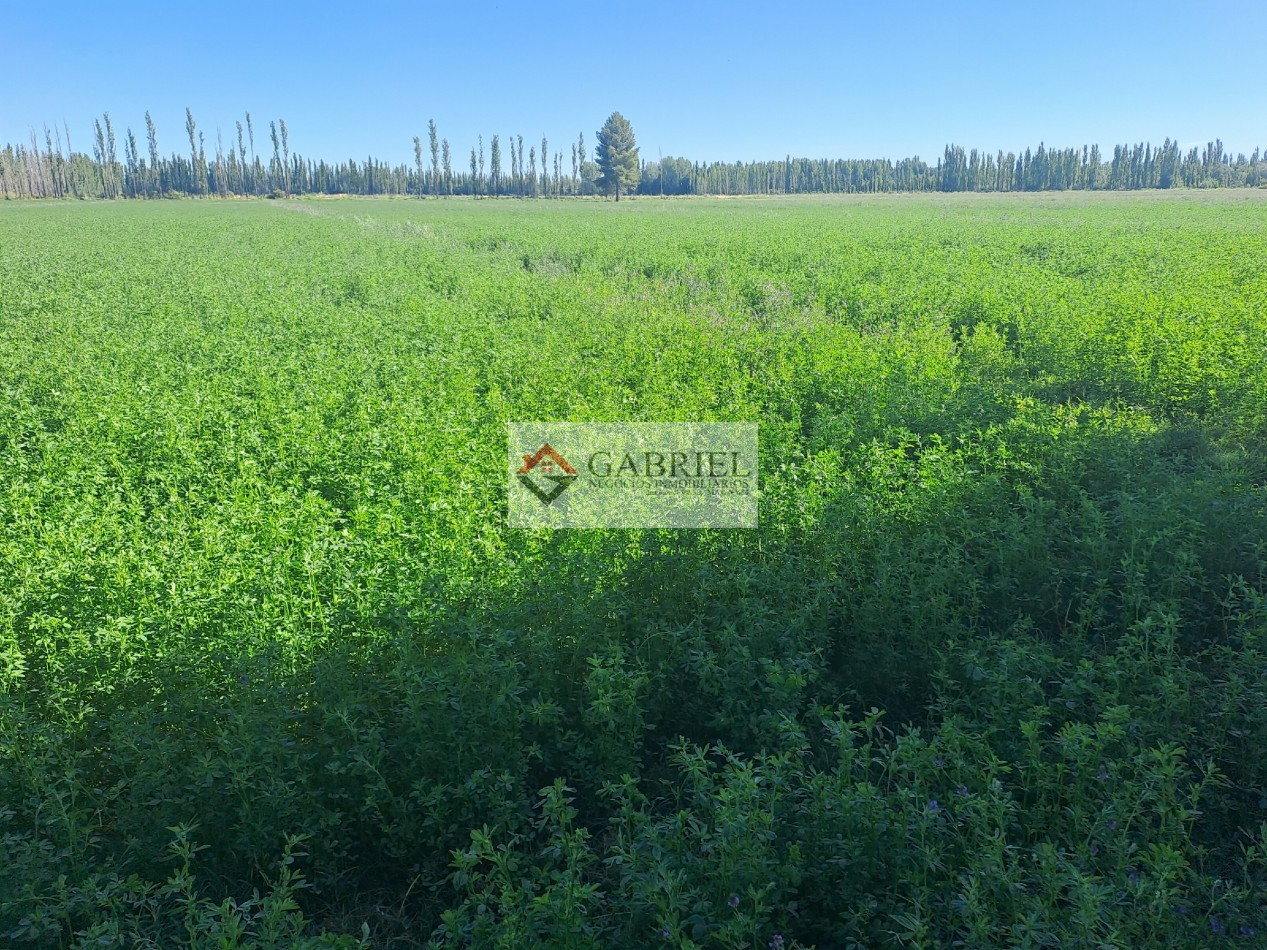 Chacra en Alquiler - Con produccion de Alfa Alfa
